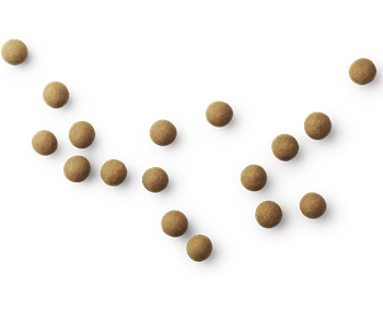 Lakritz "Small A"