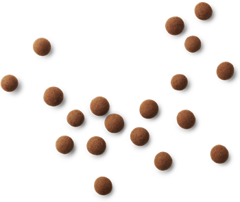 Lakritz "Small C"
